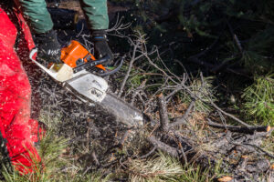 tree removal in Virginia, NT